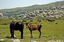 sports in Corsica sports in Corsica