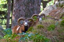 @crédit photo A muvrella randonnées @crédit photo A muvrella randonnées